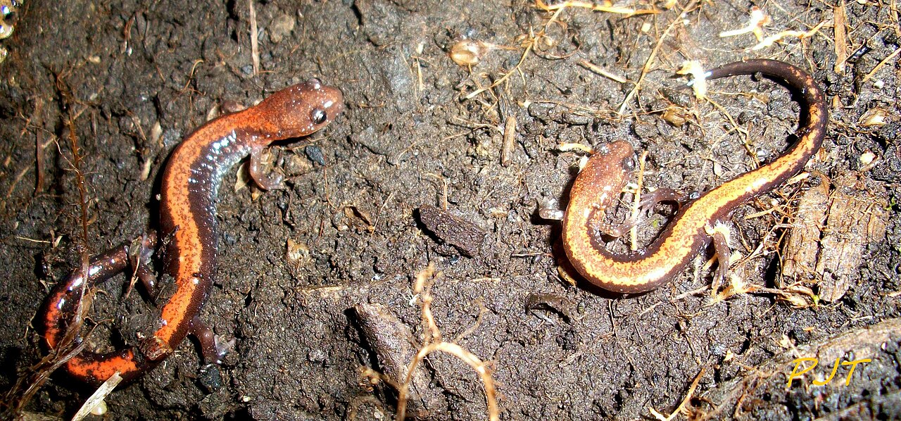 Black Salamander (Aneides flavipunctatus)