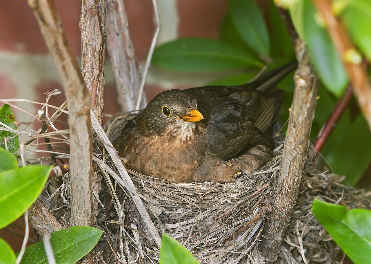 Blackbird Symbolism: What Seeing One Means, Luck and Omens