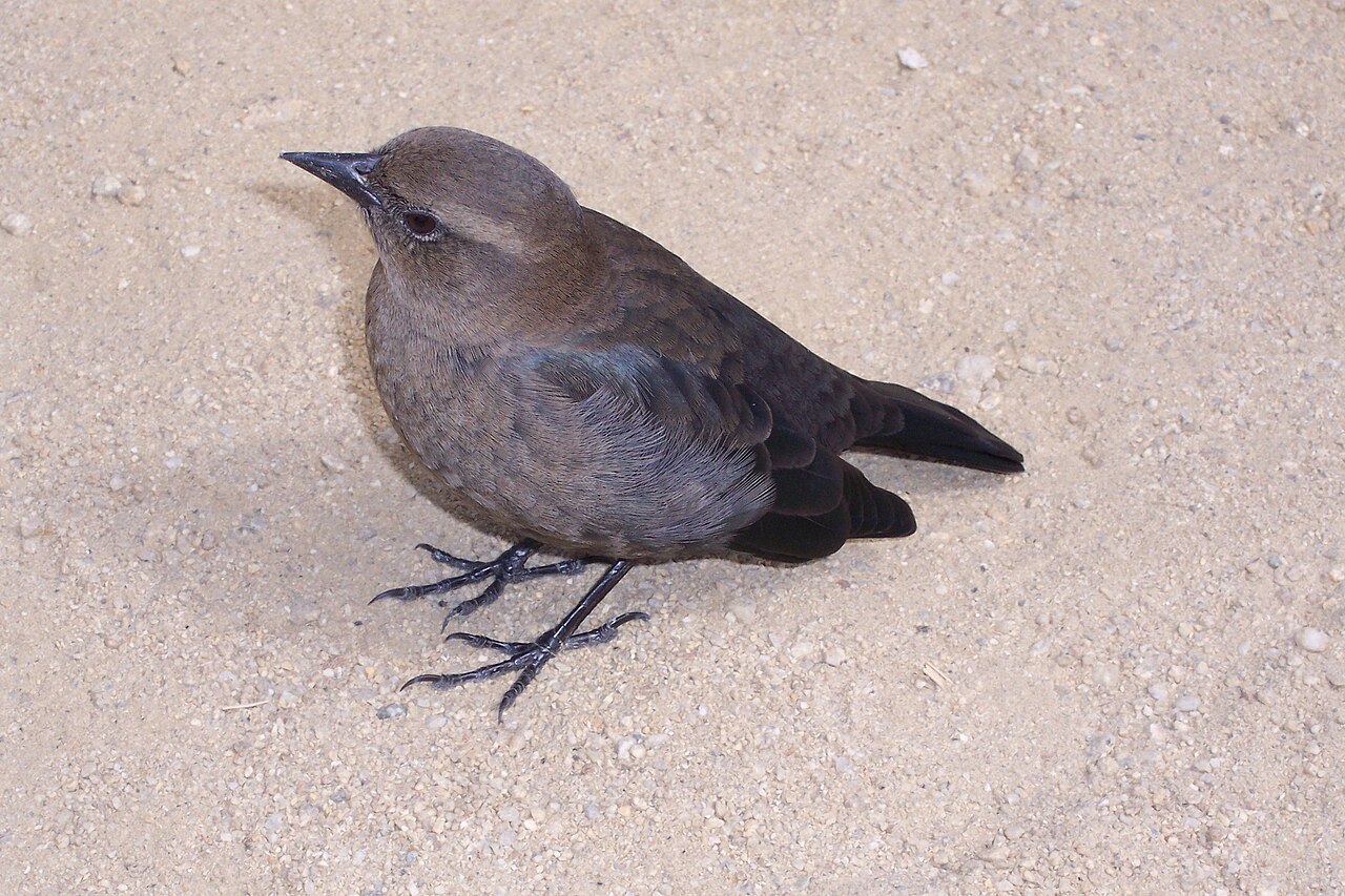 Blackbird Symbolism by Situation
