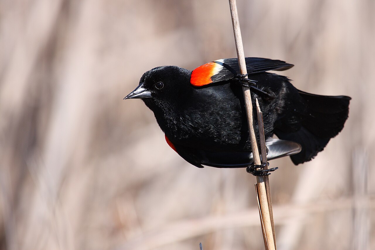 What Do Blackbirds Mean Biblically?
