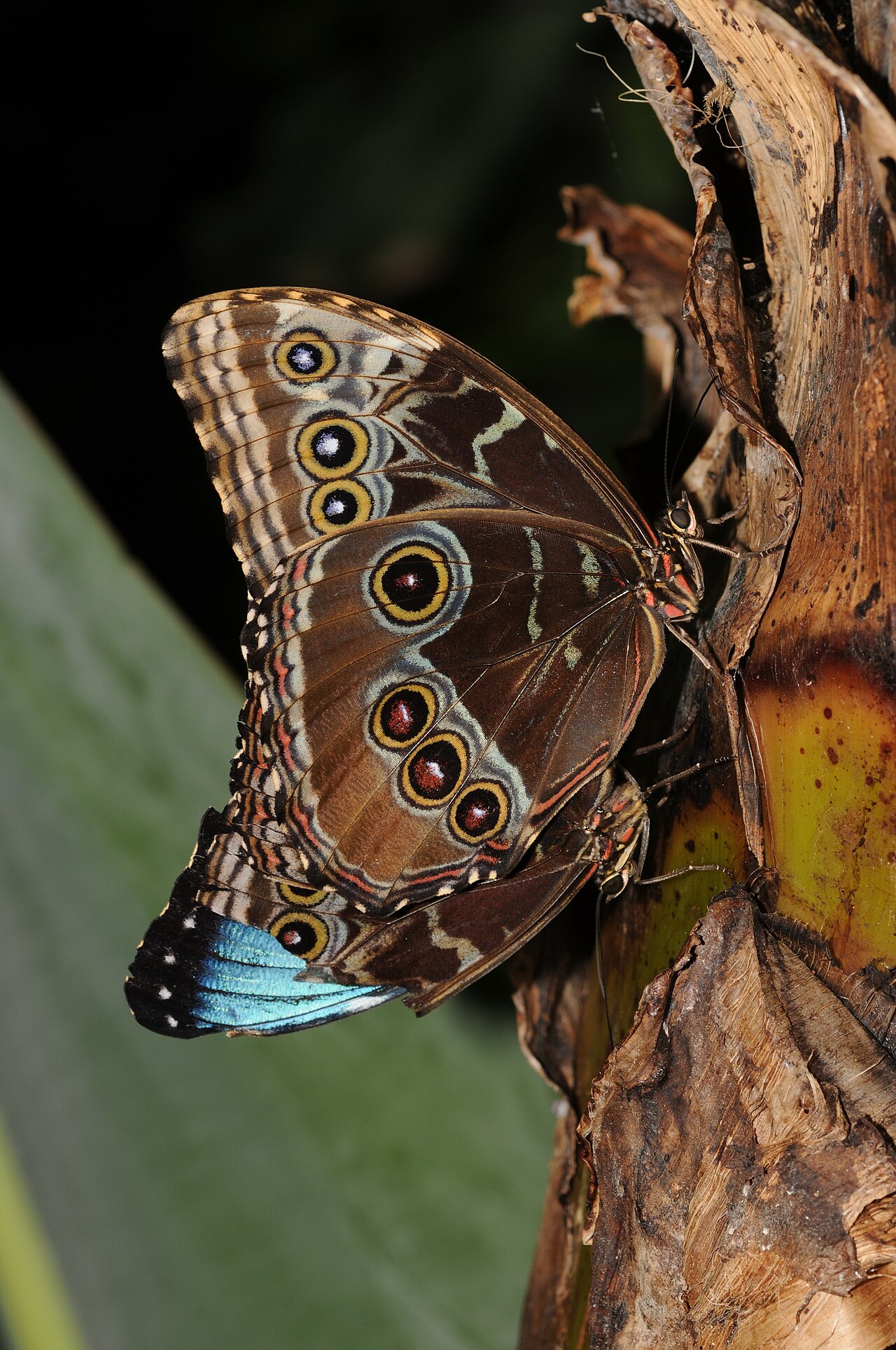 Blue Butterfly Symbolism: Luck, Omens and How Rare It Is