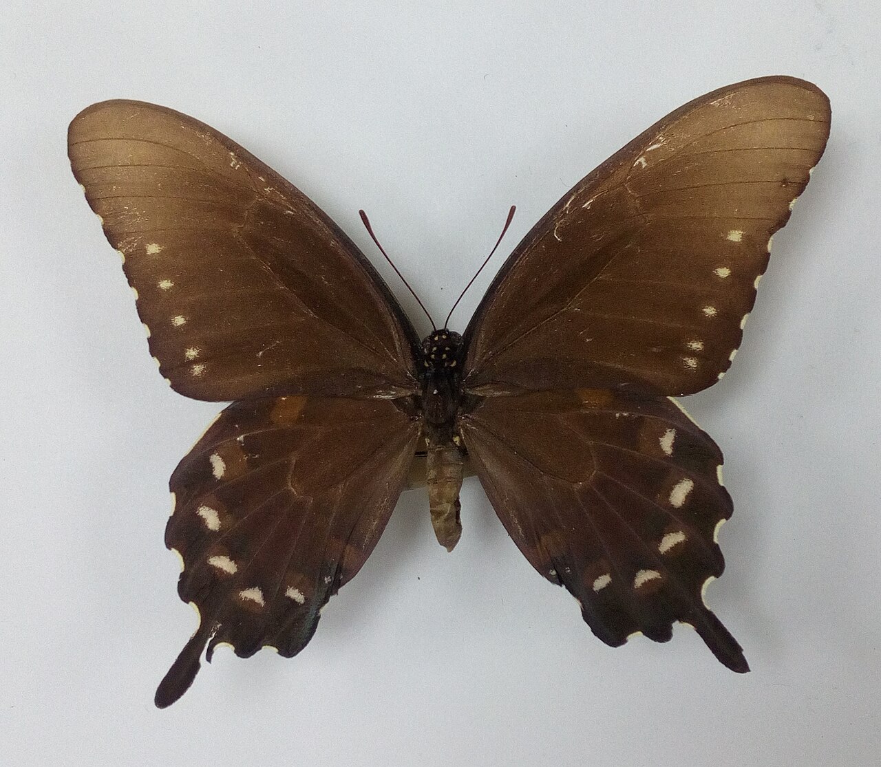 Battus philenor