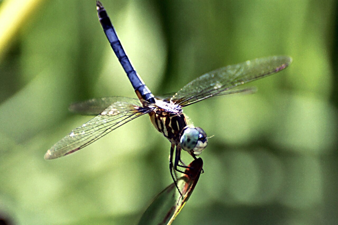 Blue Dragonfly: 8 Common US Species and How to Tell Them Apart