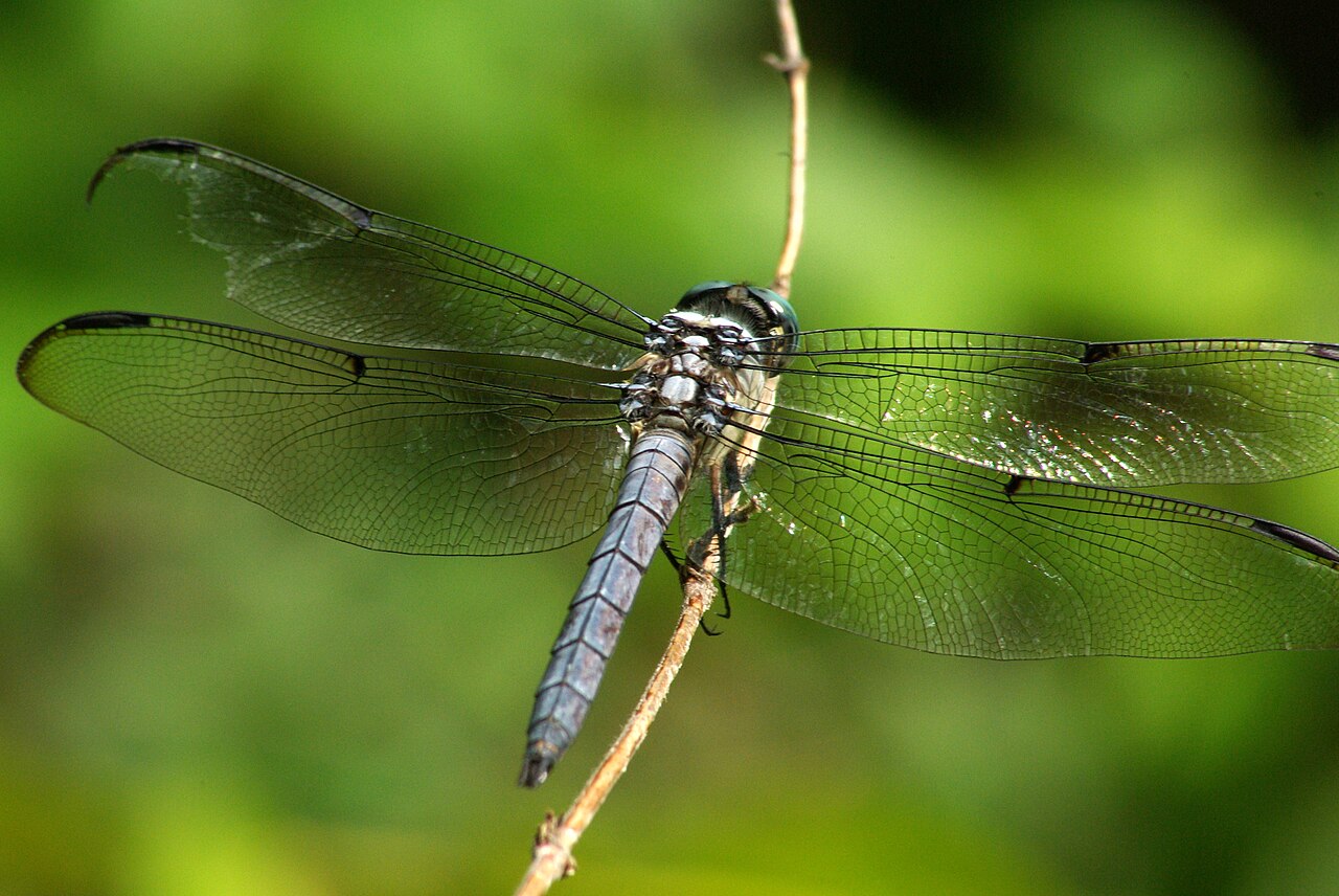 What Kind of Dragonflies Are Blue?