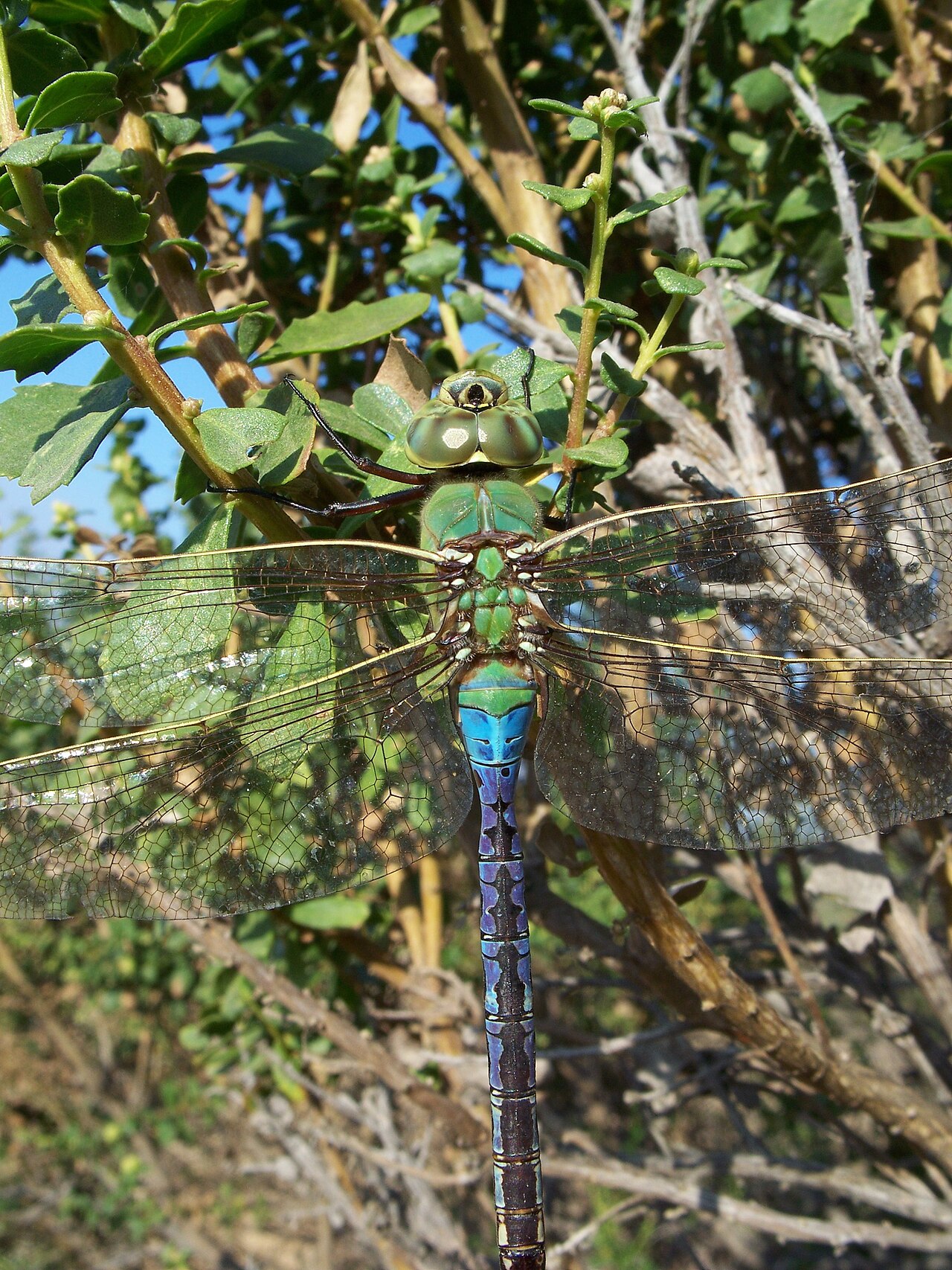 Blue Dasher (Pachydiplax longipennis)