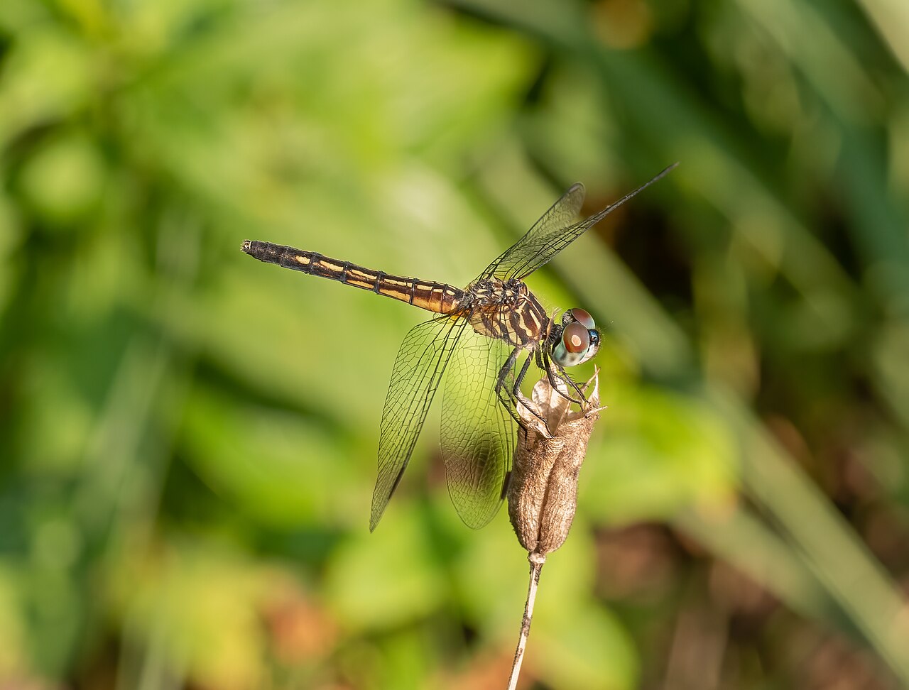 Eastern Pondhawk (Erythemis simplicicollis)
