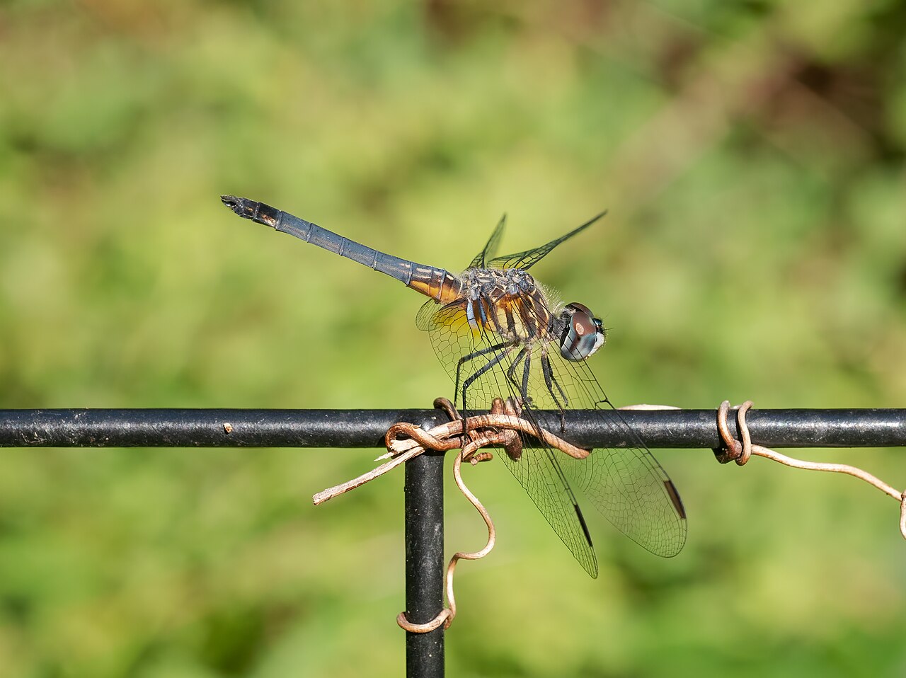 Common Whitetail (Plathemis lydia)