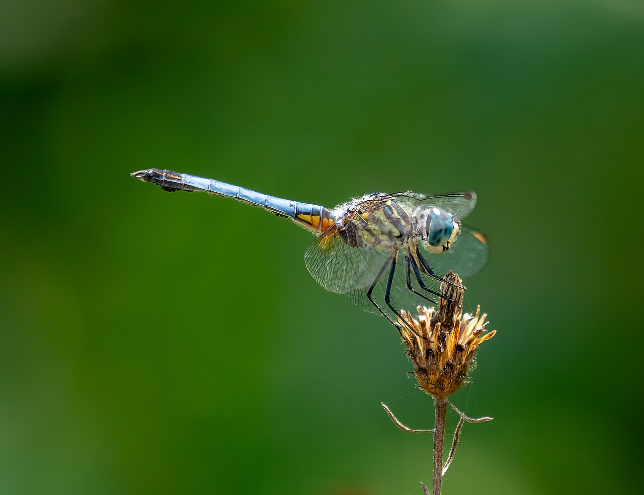 Great Blue Skimmer (Libellula vibrans)
