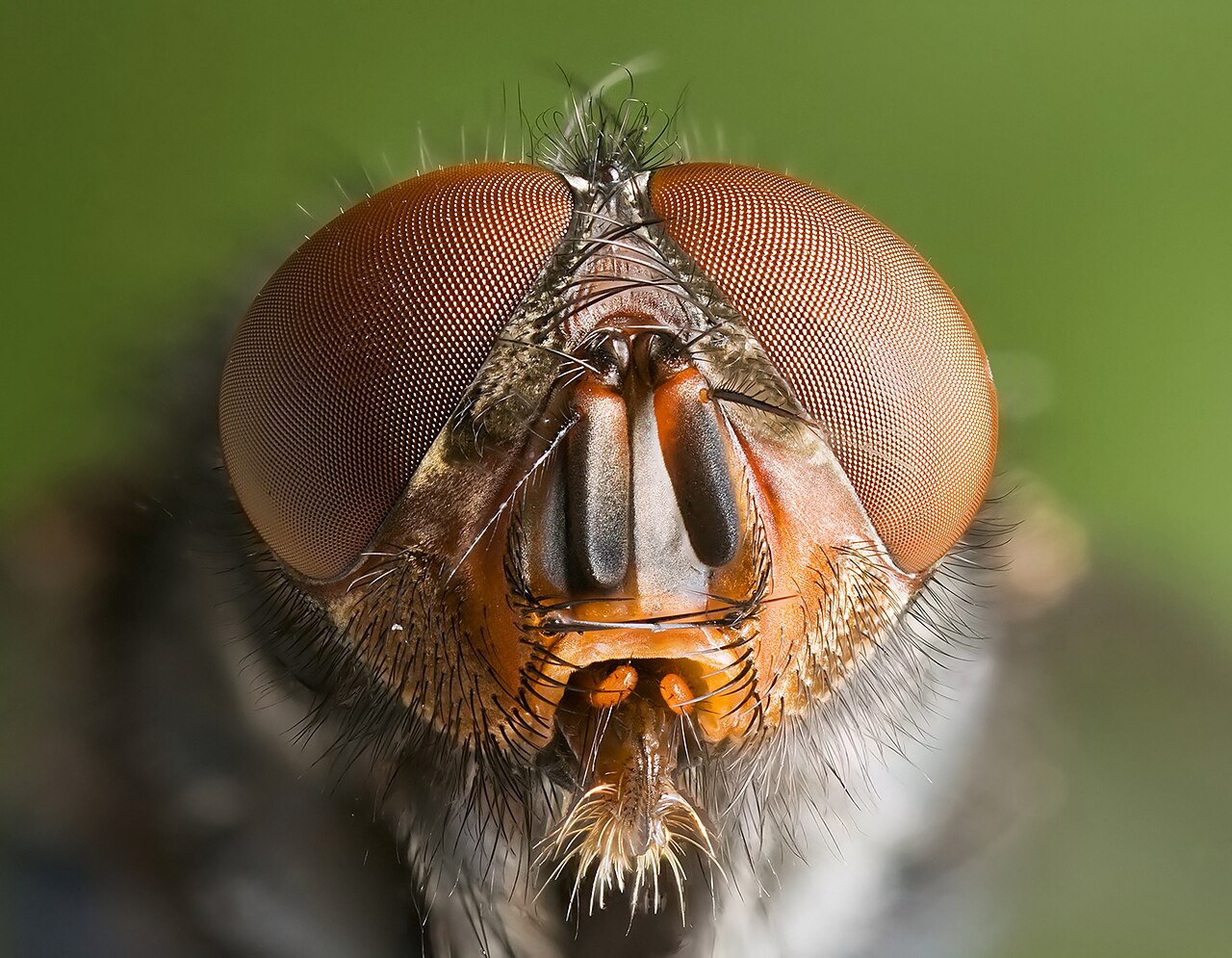 Blue Fly: 8 Metallic Blue Insects and How to Tell Them Apart