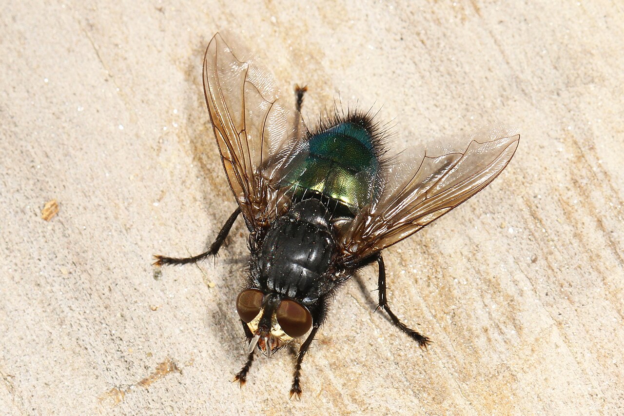 What Makes a Fly Look Blue