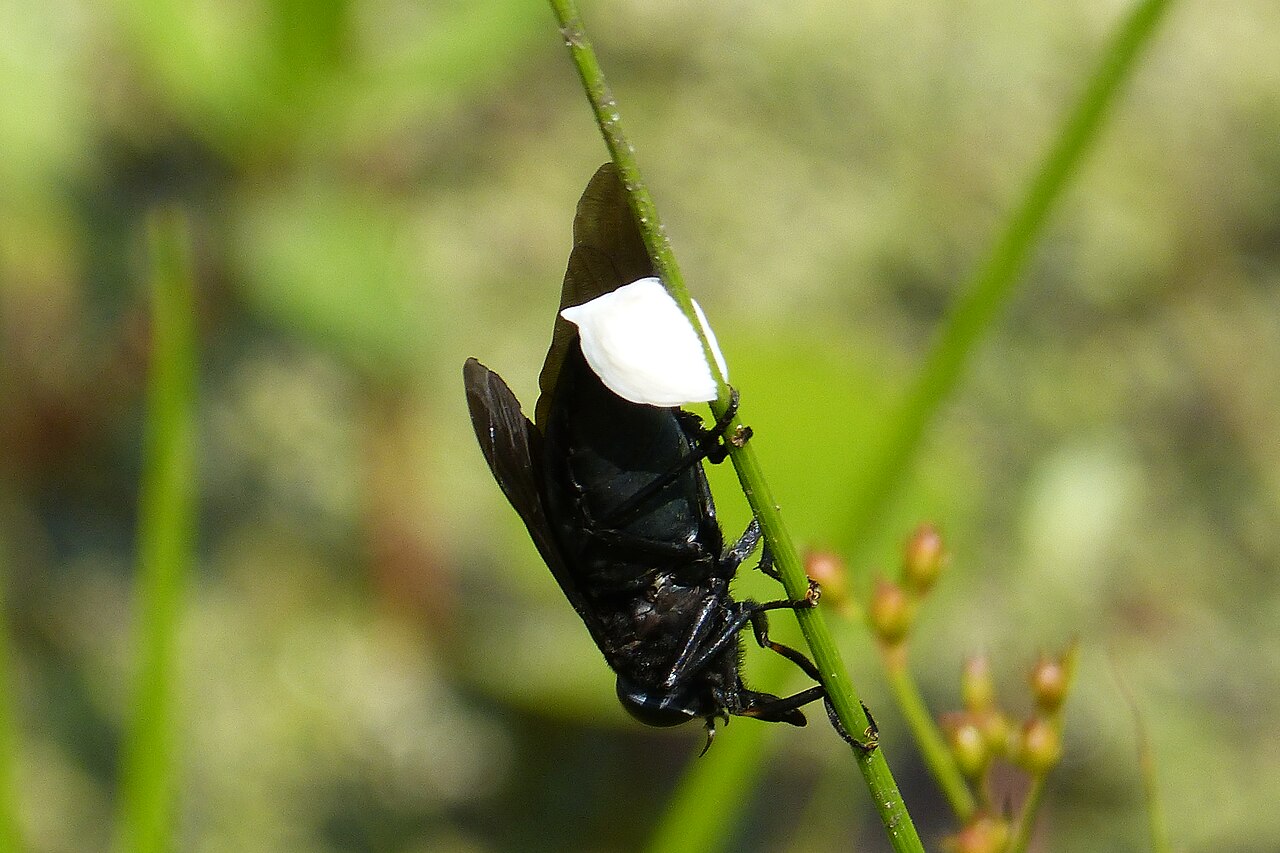 Blue Bottle Fly (Calliphora vomitoria)