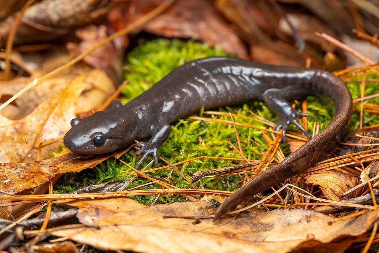 Are Blue Salamanders Poisonous, and Why Can't You Touch One?