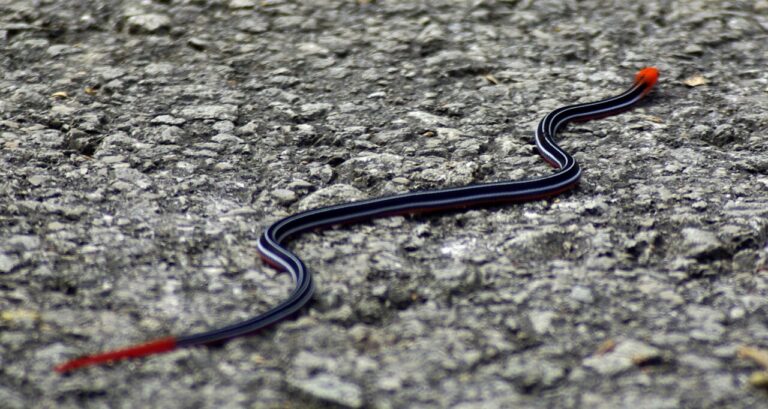 Blue Snake Identification: 6 Species and Which Ones Are Venomous