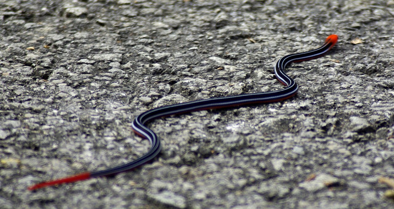 Blue Snake Identification: 6 Species and Which Ones Are Venomous