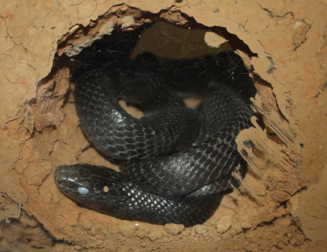 Which Snake Is Blue in Colour in the US?