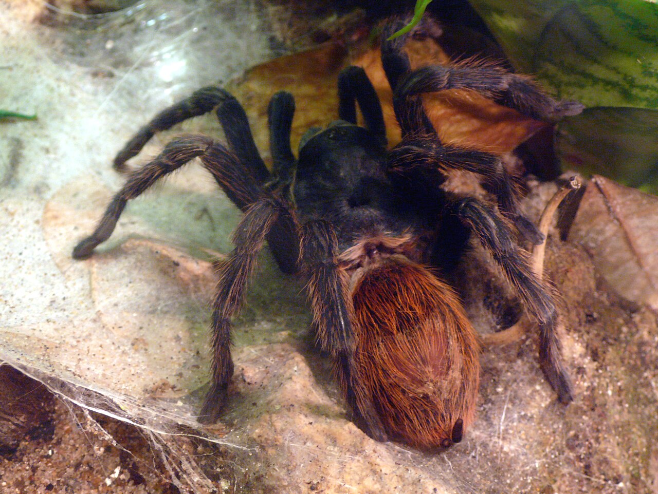 Blue Spider Identification: 6 Species and Which Ones Bite