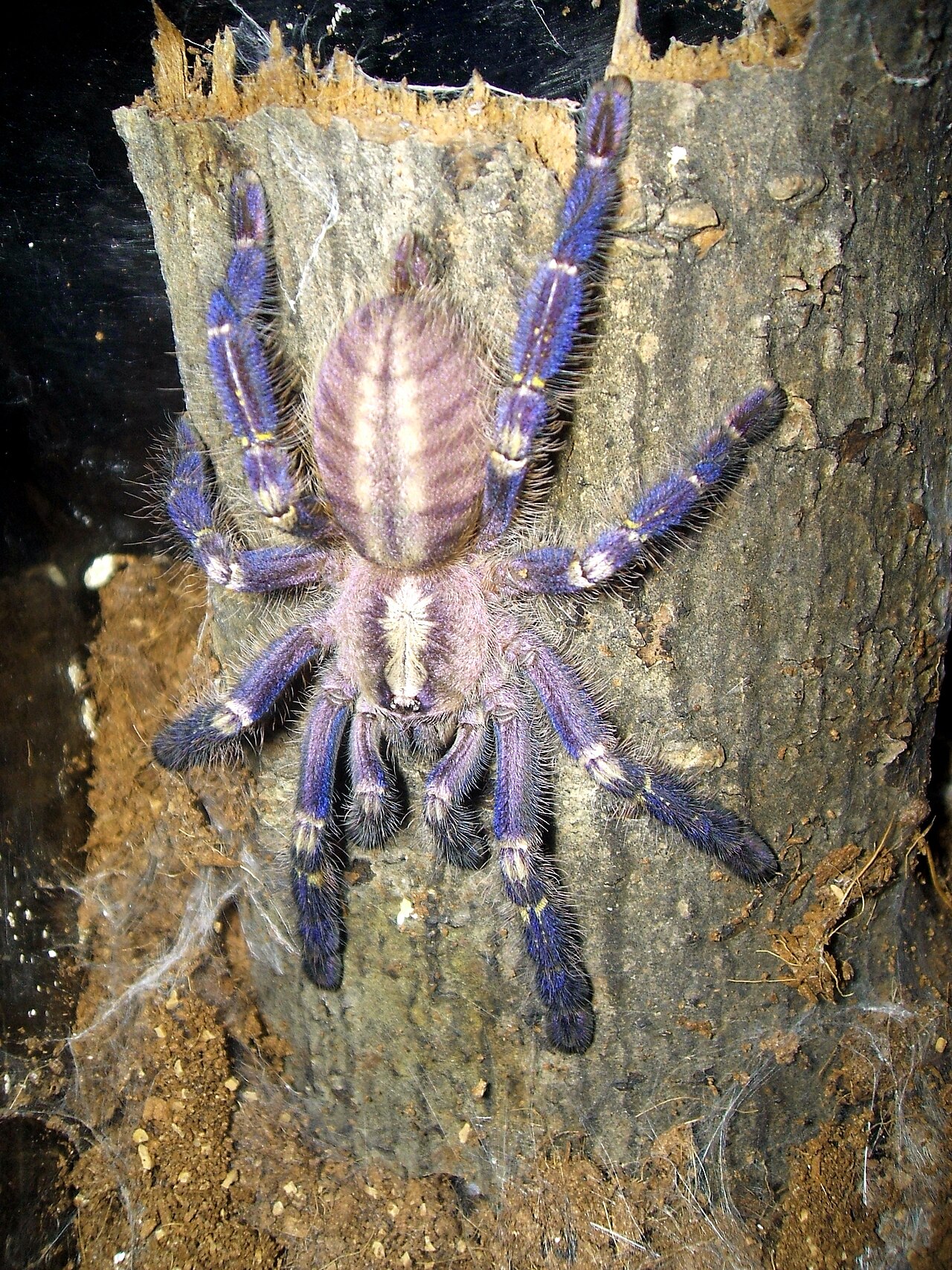 Are blue spiders venomous or dangerous?