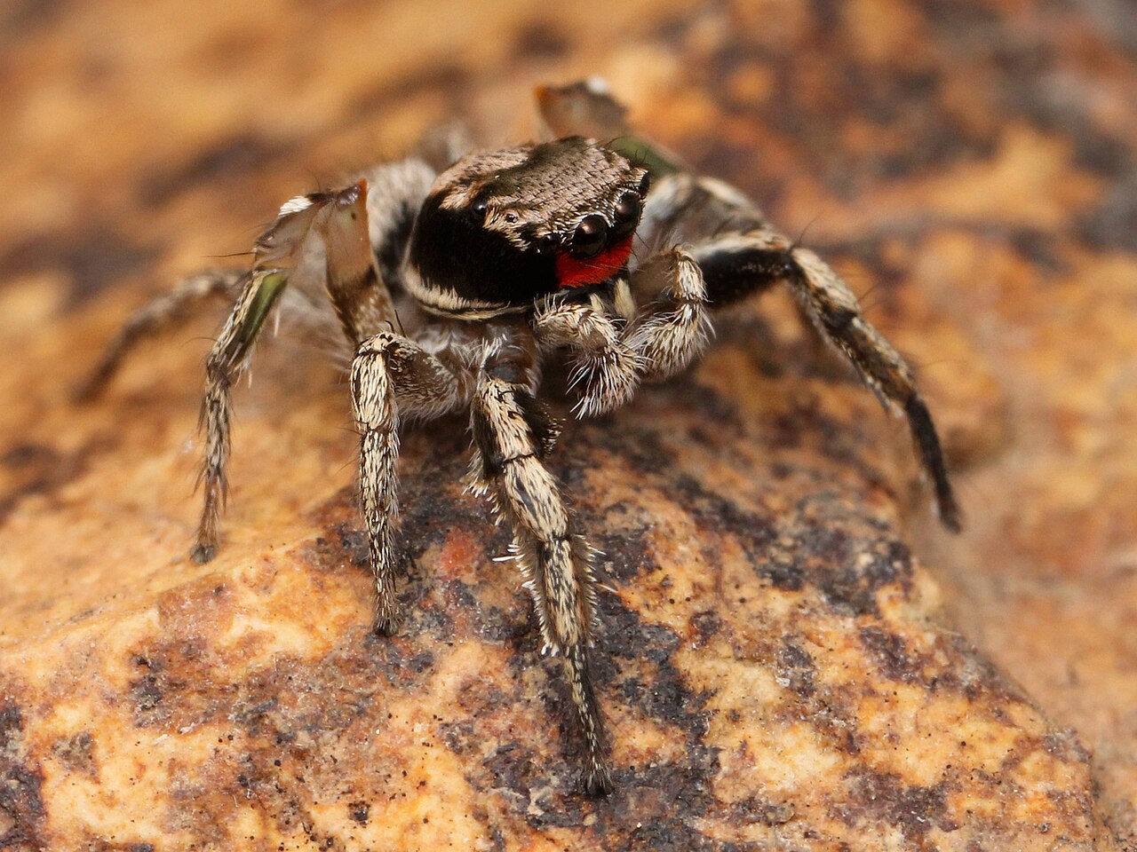Blue tarantulas: the spiders that really are blue