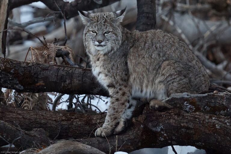 Bobcat Tracks: 4 Toes, No Claws and How to Be Sure