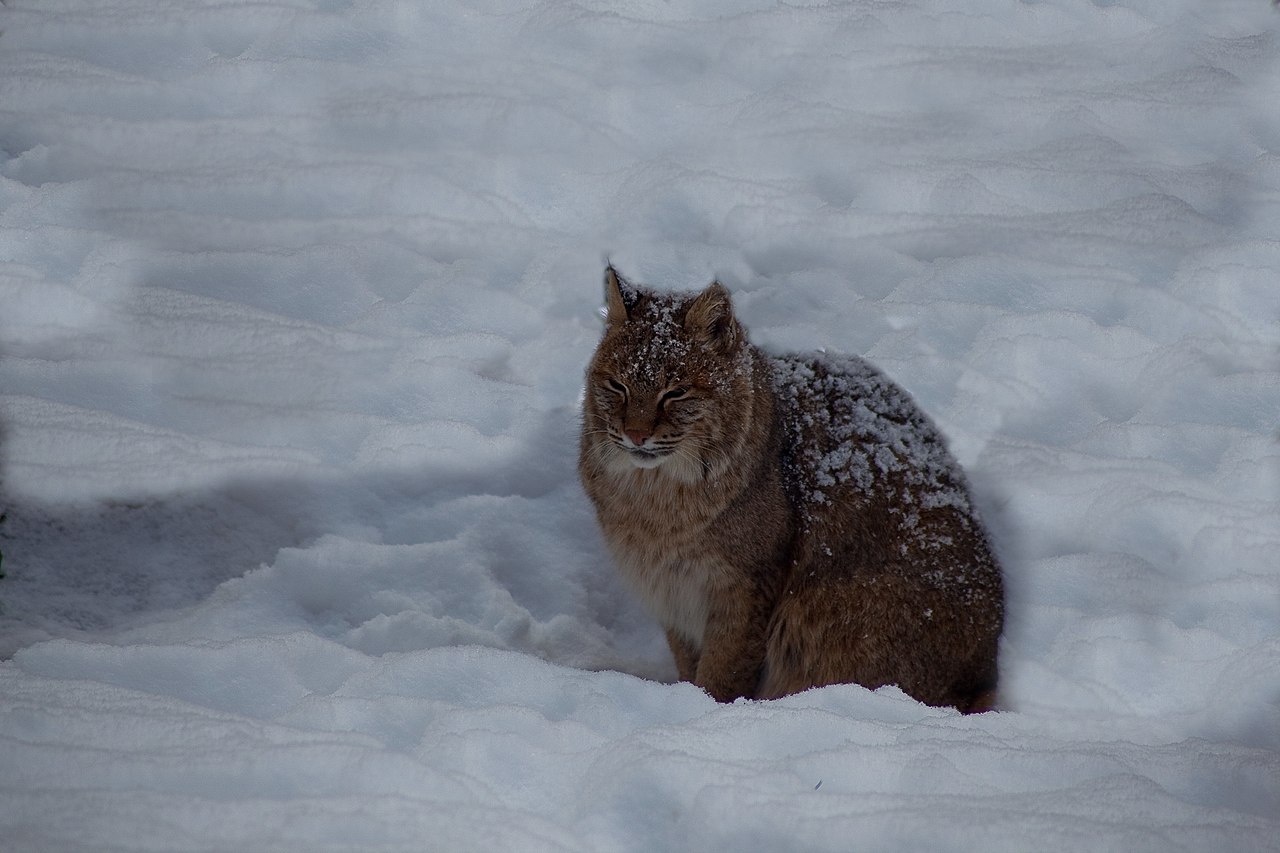 Do Bobcat Tracks Show Claw Marks?