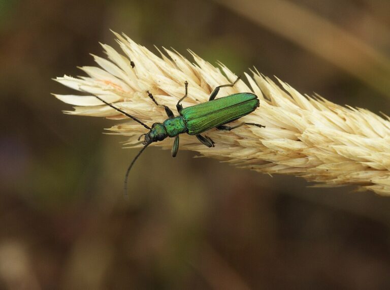 7 Bugs That Look Like Cockroaches and How to Tell Them Apart