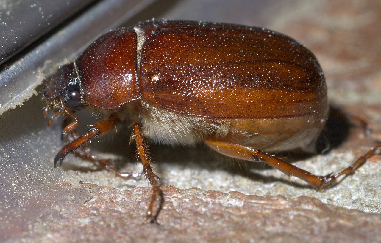 Ground Beetles (Carabidae)