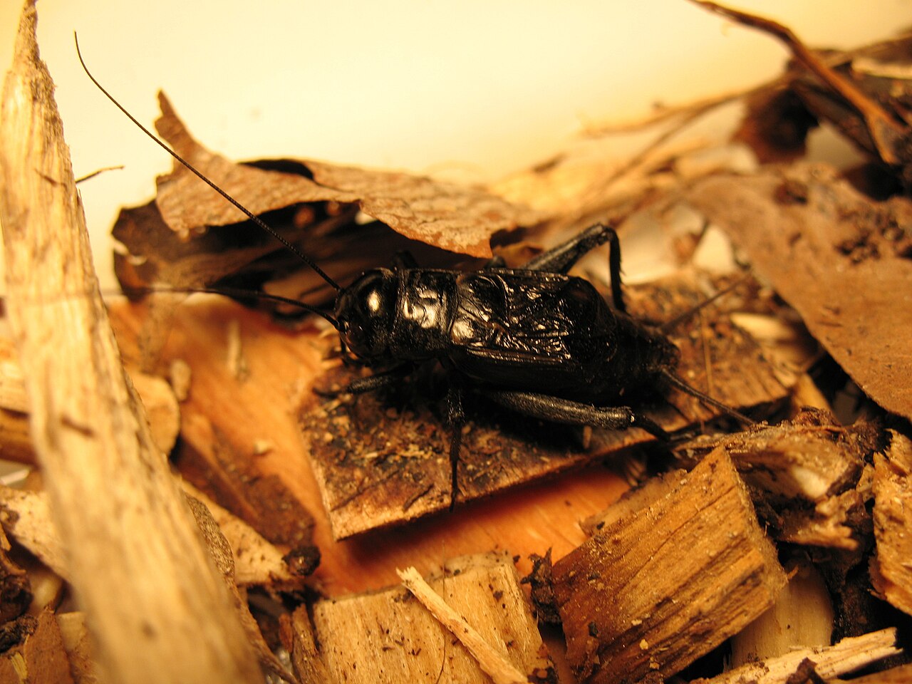 June Beetles (Phyllophaga species)