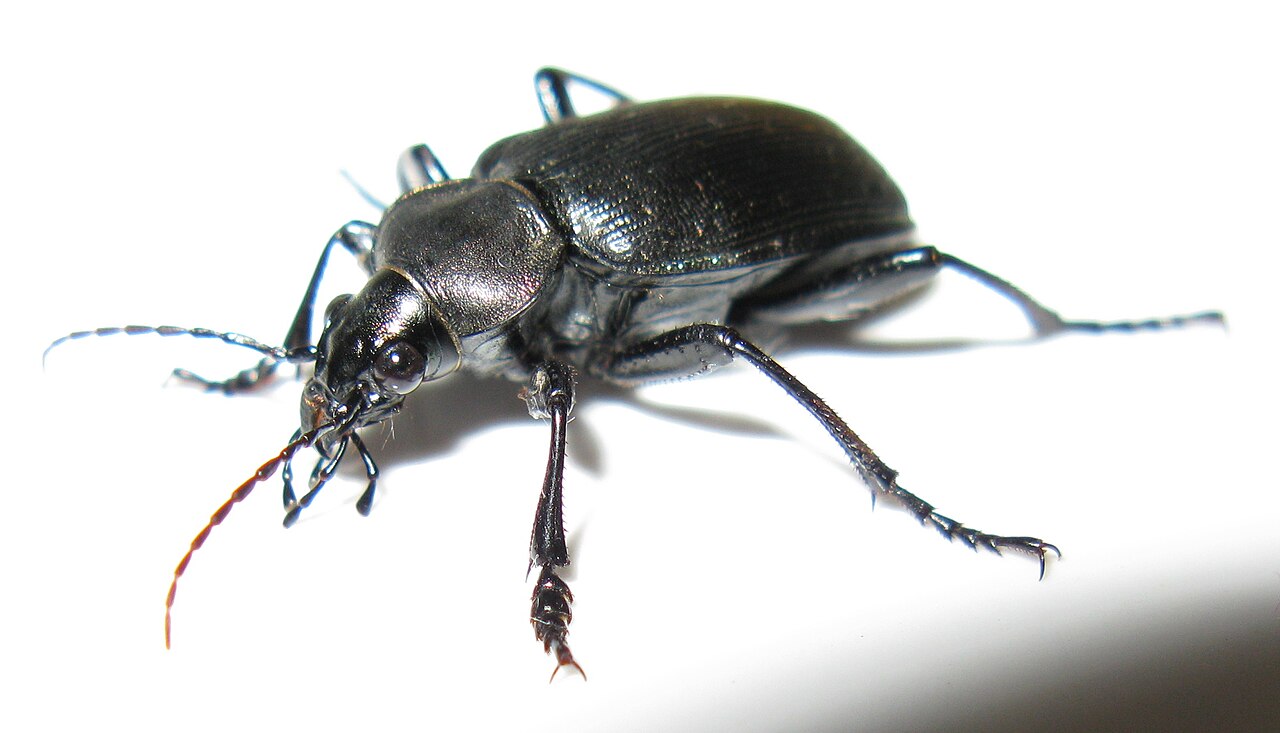Field Crickets (Gryllus species)