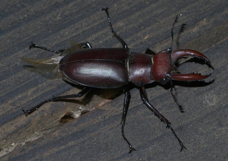 Bugs That Look Like Deer: 6 Species and How to Tell Them Apart