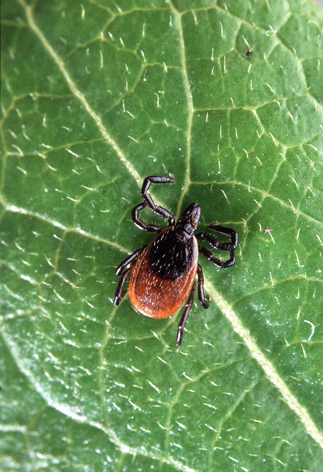 Deer Flies: Small, Patterned and Painfully Aggressive