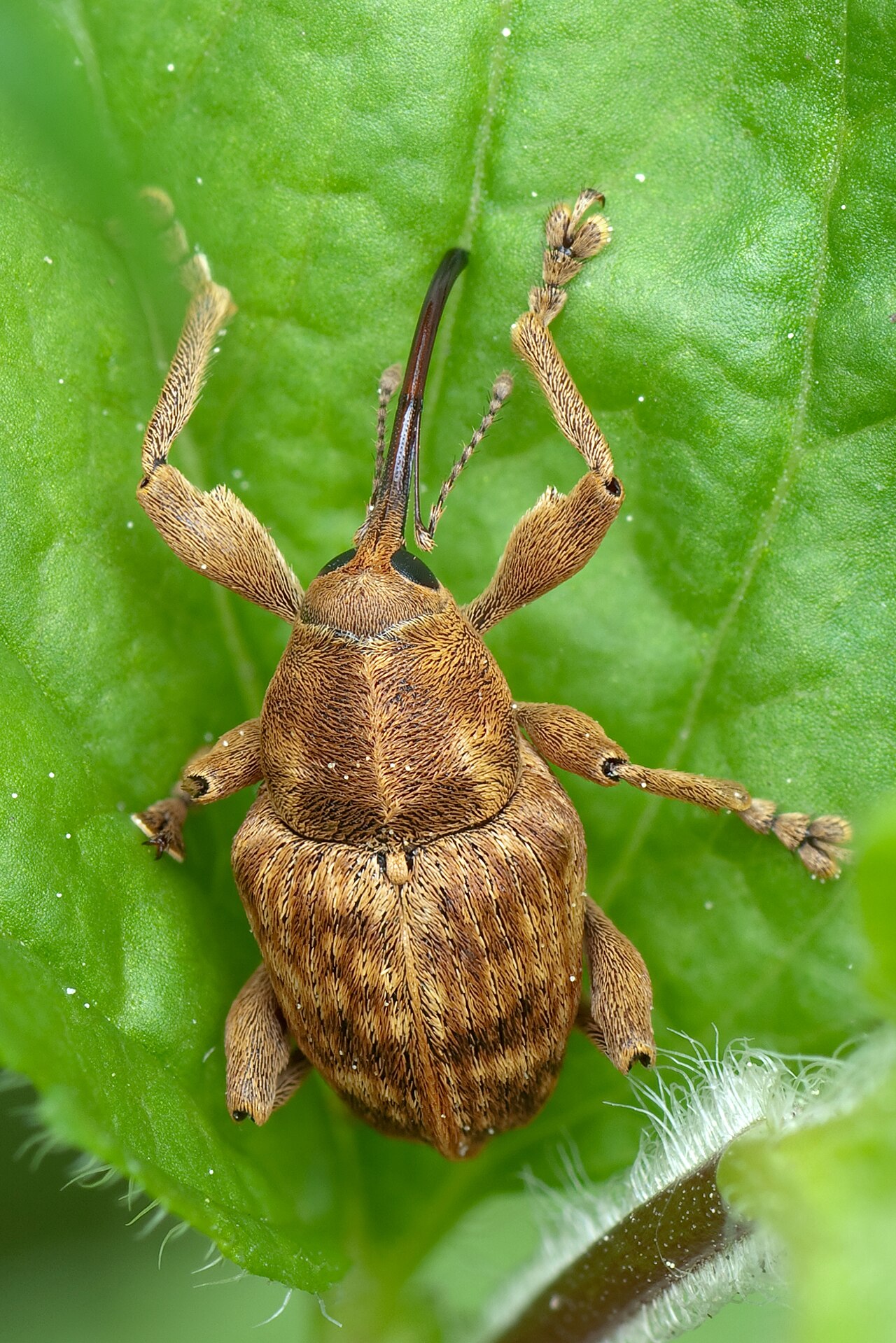 Bugs That Look Like Ducks: 6 Lookalikes and How to Tell Them Apart