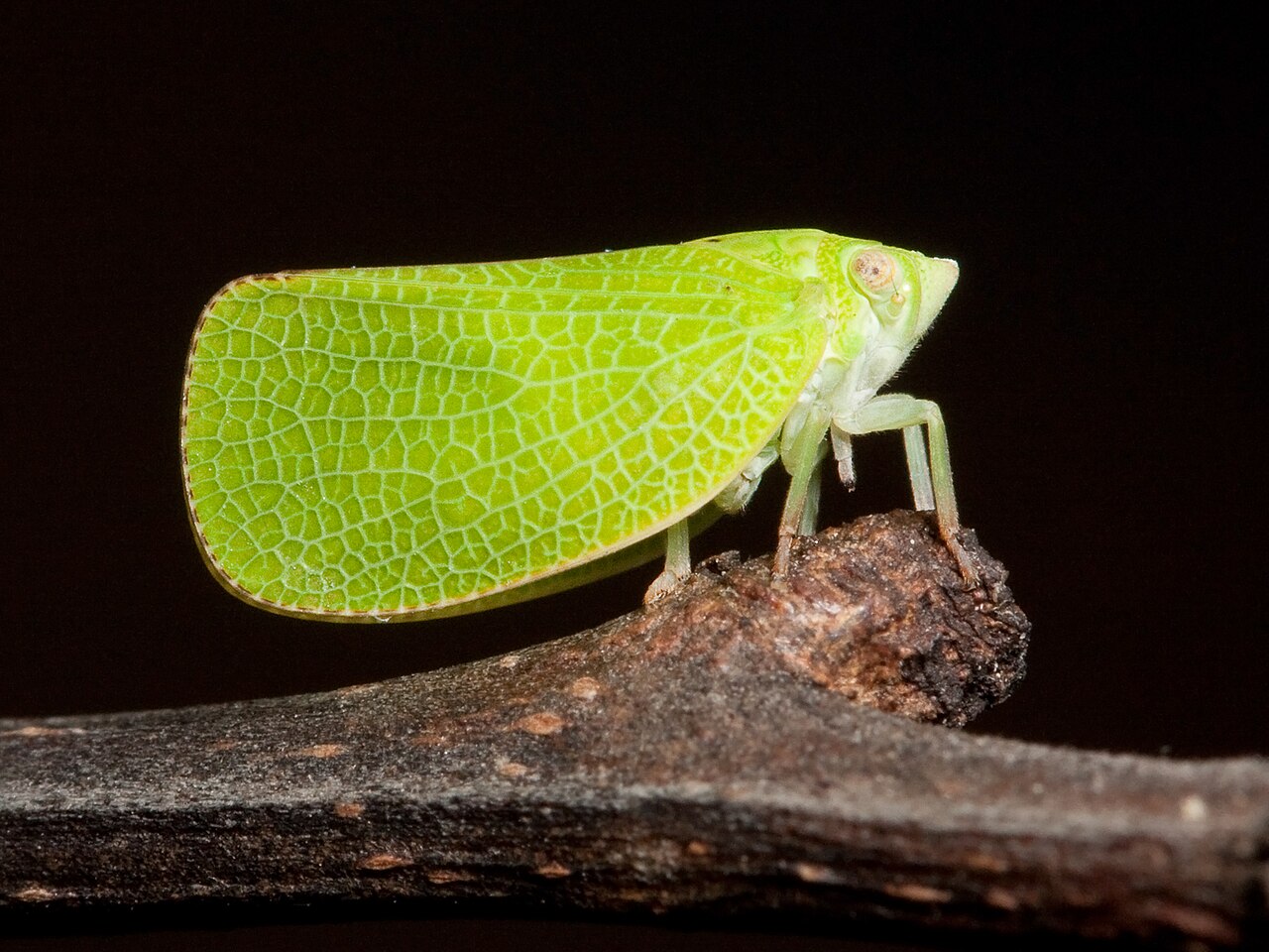 Snout Weevils: The Long Bill Lookalike