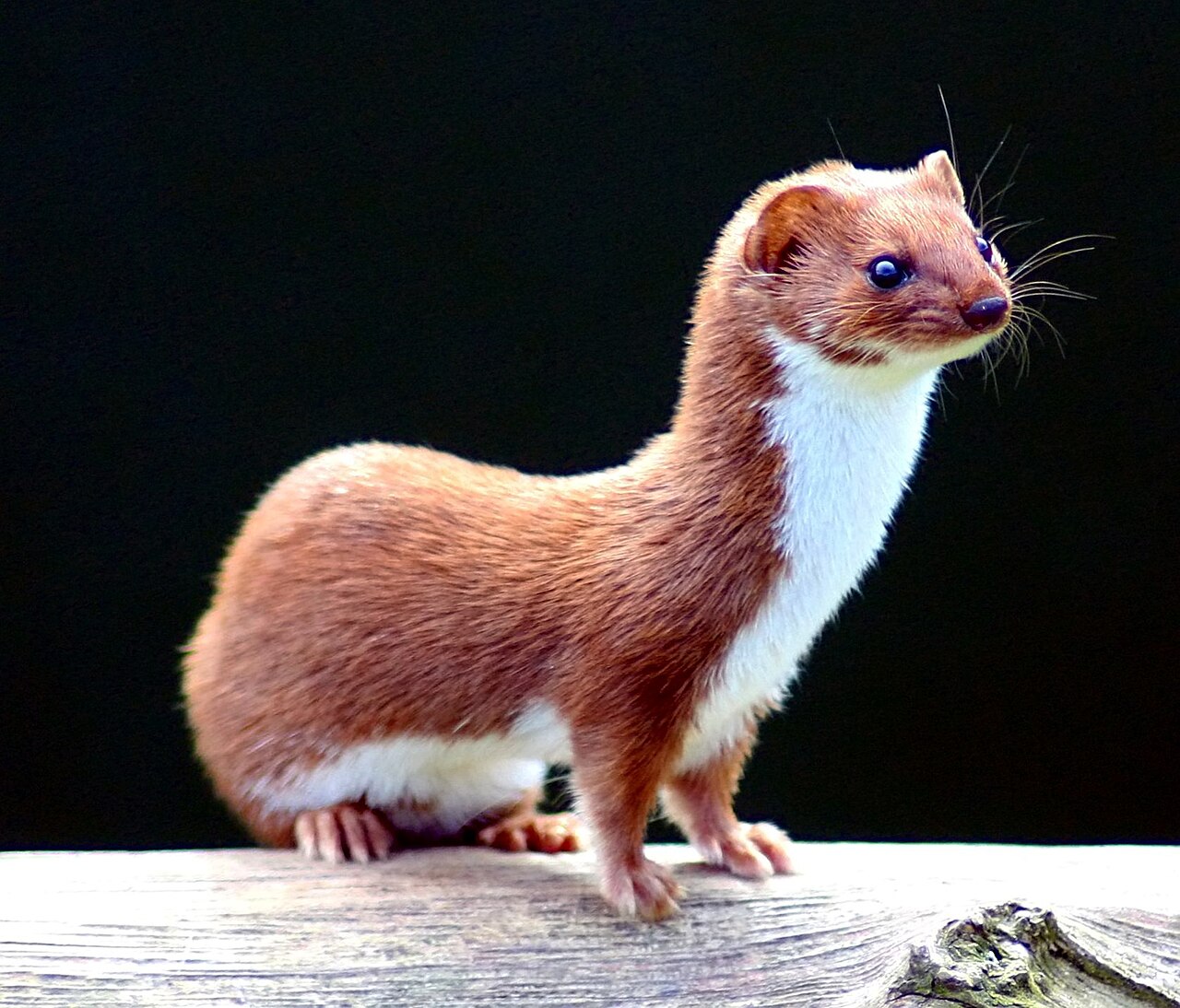 Animals That Look Like Ferrets: 8 Lookalikes and How to Tell Them Apart