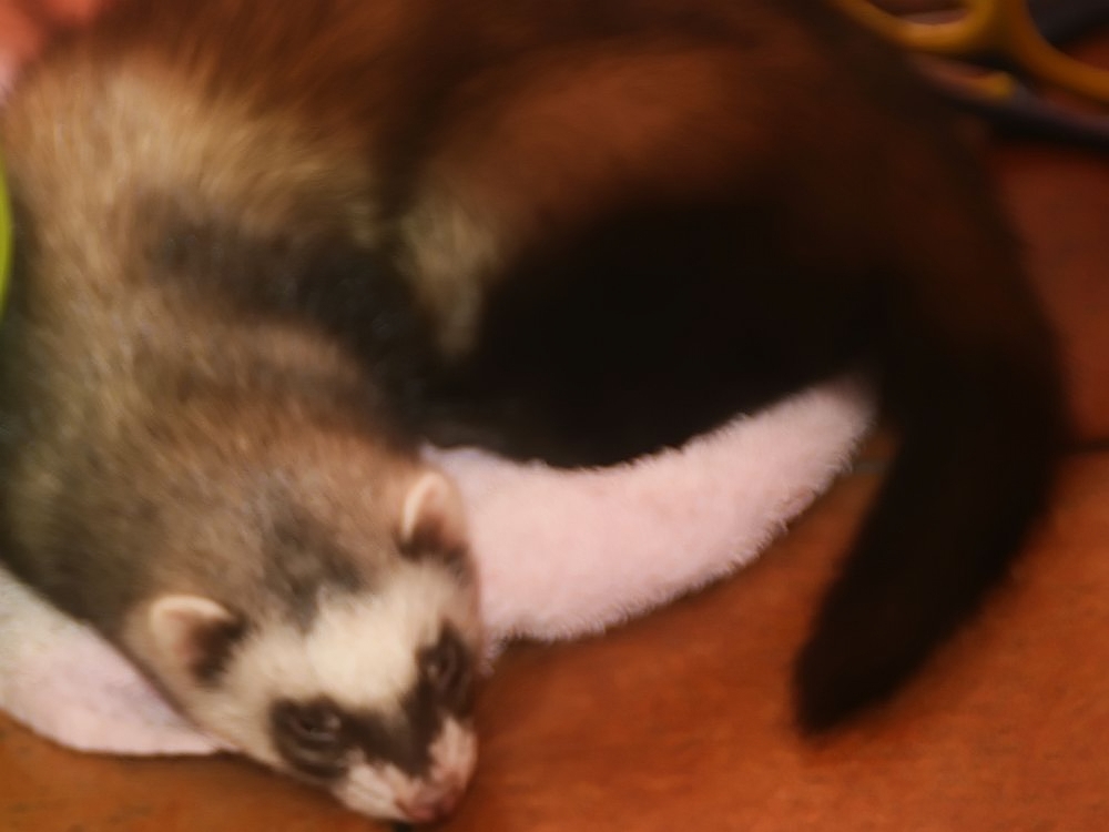 What Are the Defining Characteristics of the Mustelidae Family?