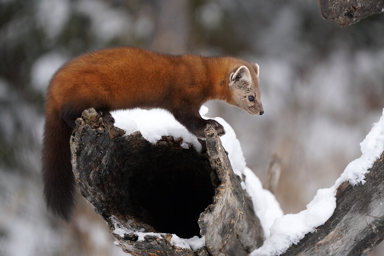 Long-Tailed Weasel (Neogale frenata)