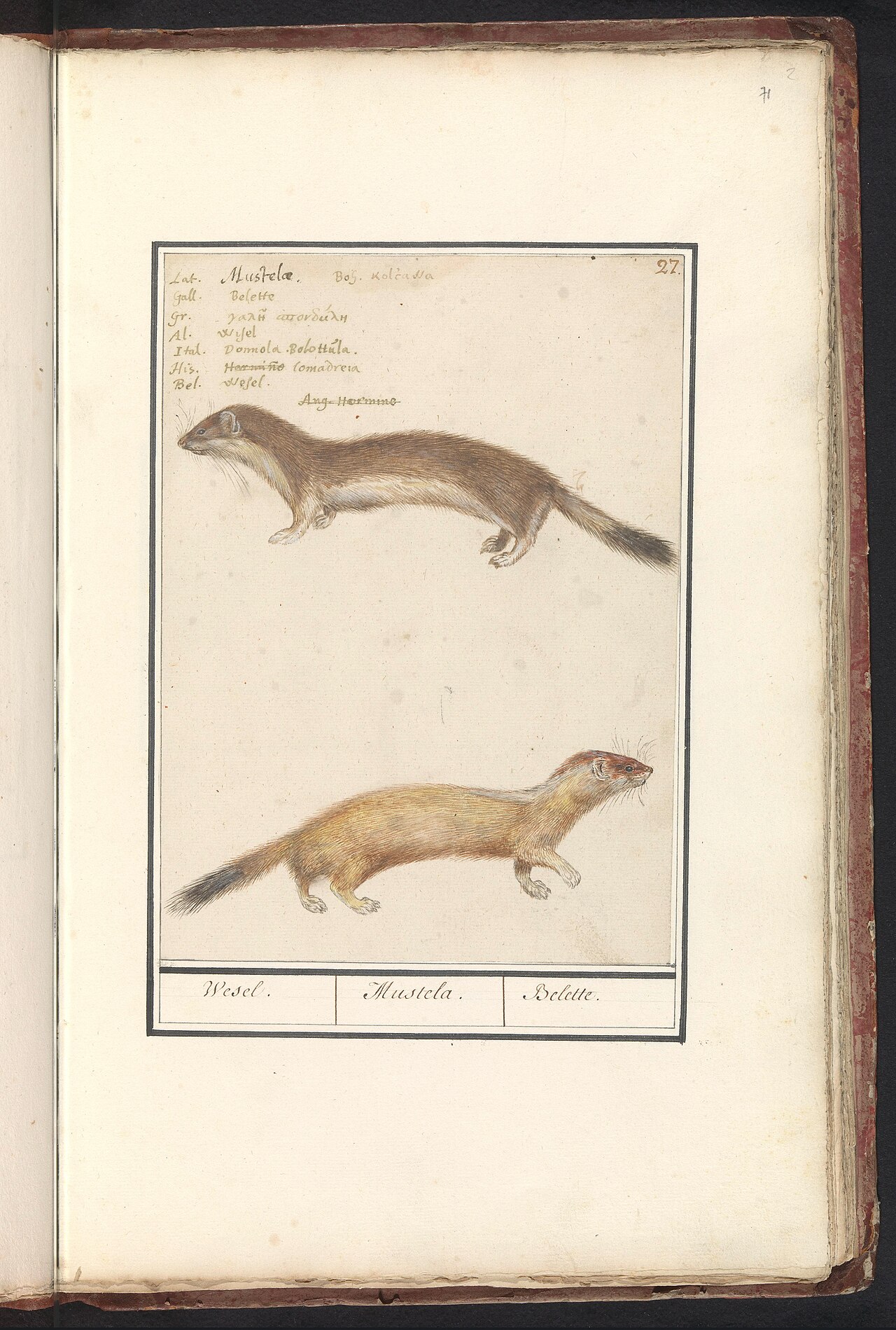 Stoat or Short-Tailed Weasel (Mustela erminea)