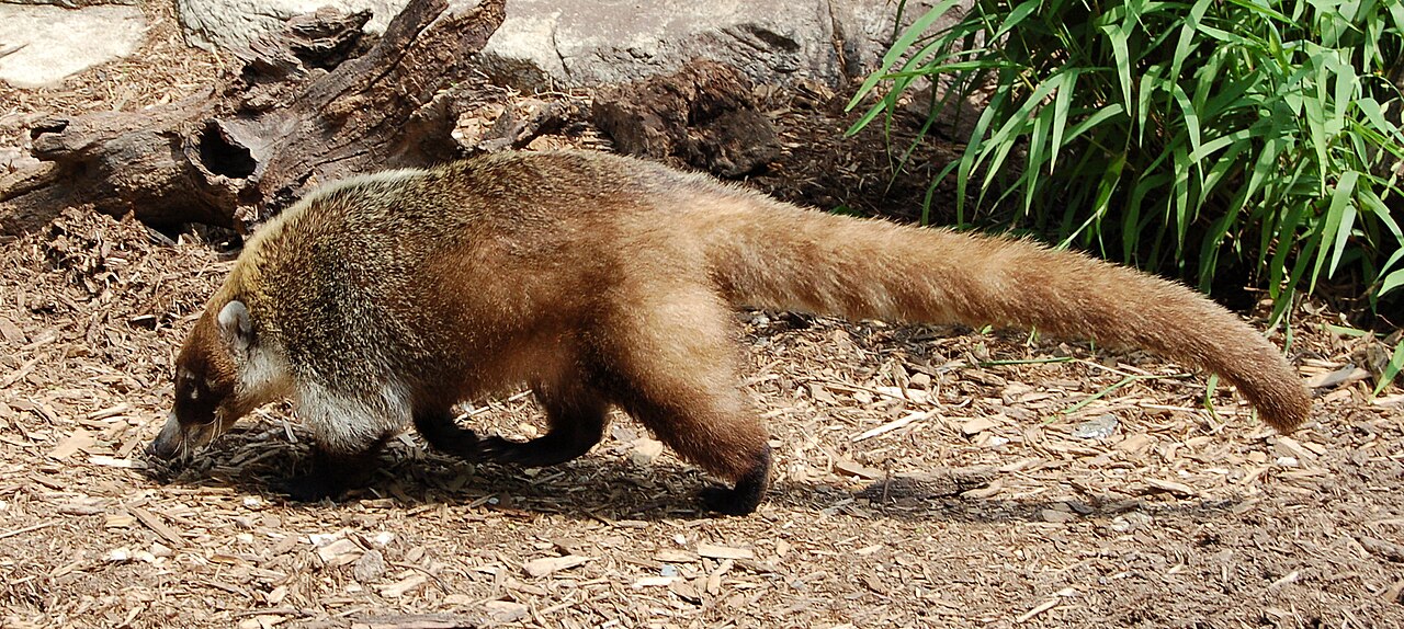 Animals That Look Like Raccoons: 9 Lookalikes and How to Tell Them Apart