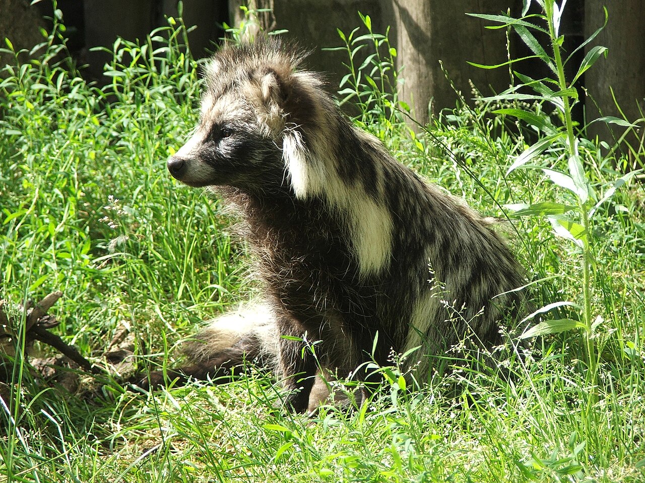 White-Nosed Coati: The Closest Wild Match