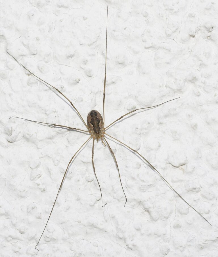 Bugs That Look Like Spiders: 7 Lookalikes and How to Tell Them Apart