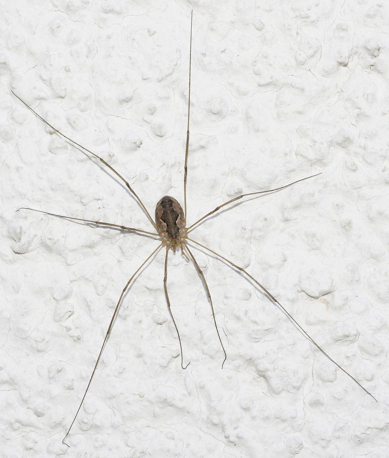 Bugs That Look Like Spiders: 7 Lookalikes and How to Tell Them Apart