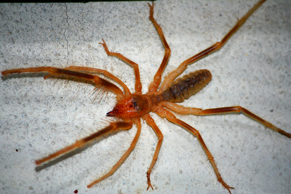 Harvestmen: The Daddy Longlegs That Is Not a Spider
