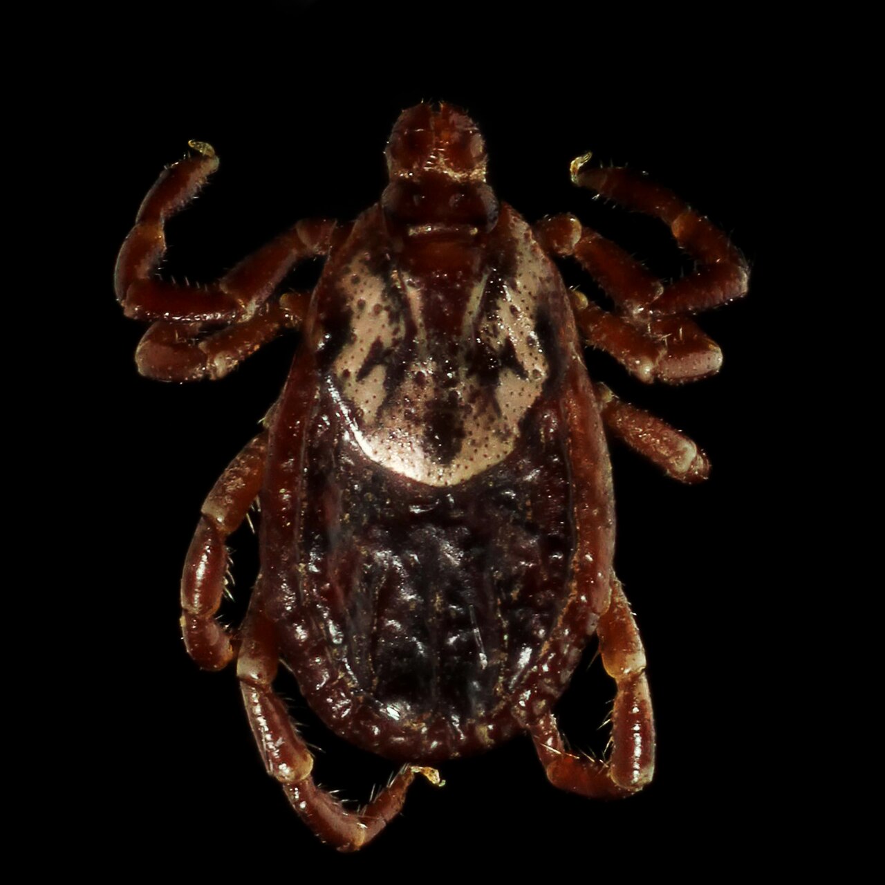 Camel Spiders: Ten Legs, No Venom