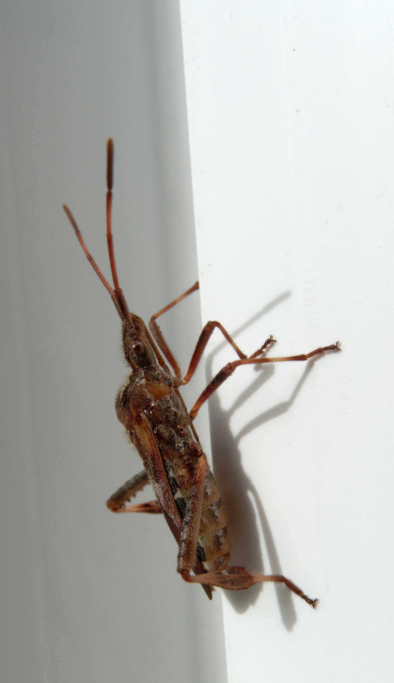 8 Bugs That Look Like Stink Bugs: One Is a Health Risk