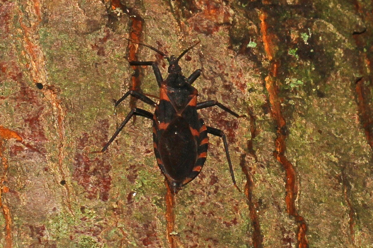 Western Conifer Seed Bug