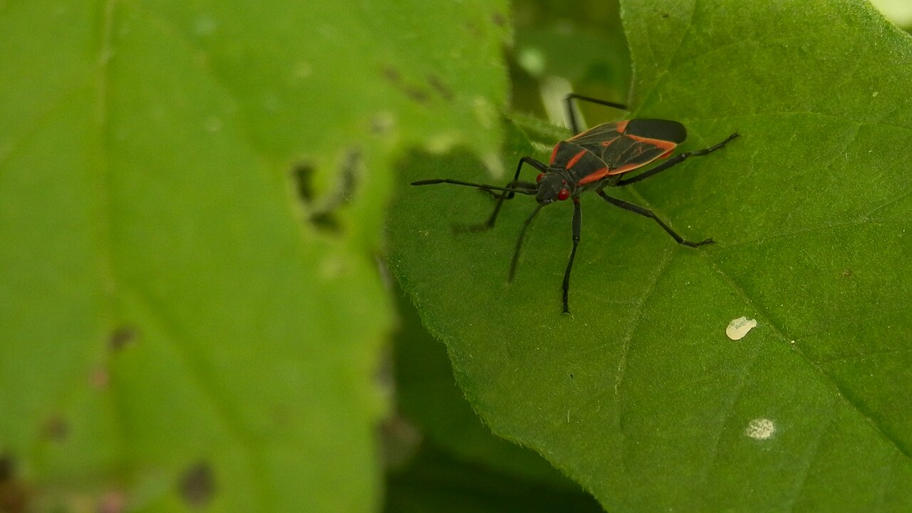 Leaf Footed Bug