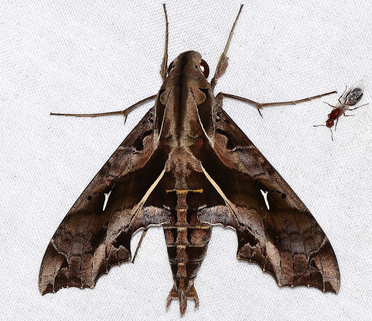 Eastern Tiger Swallowtail (Papilio glaucus)
