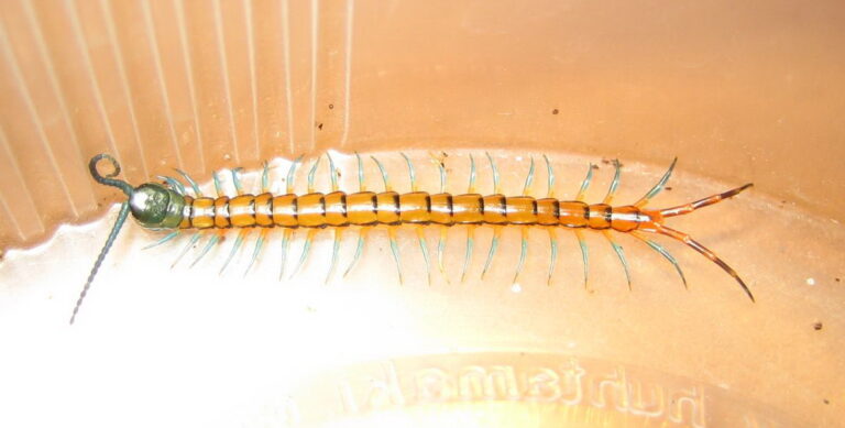 Centipede Spiritual Meaning: 7 Omens, Luck and Warnings