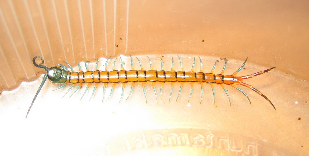 Centipede Spiritual Meaning: 7 Omens, Luck and Warnings