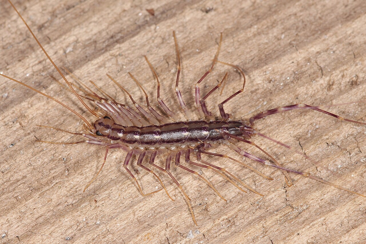 Centipede Symbolism in Japanese and Chinese Tradition