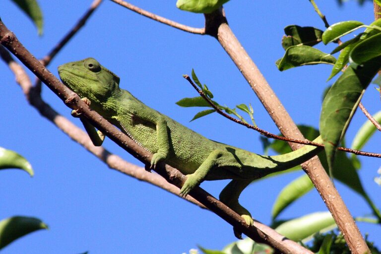 Chameleon Poop: What Healthy Droppings Look Like (Color Chart)